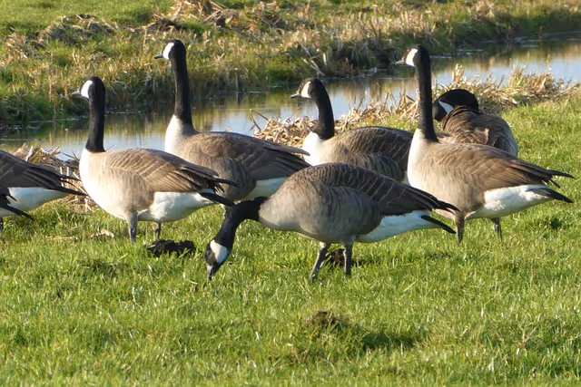 Canada Geese
