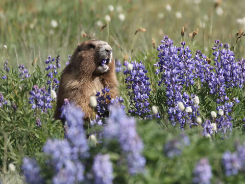 Washington's Endemic Mammal: The Olympic Marmot