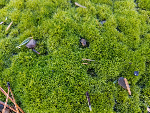 GOT MOSS?