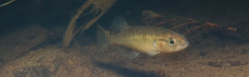 The Olympic Mudminnow