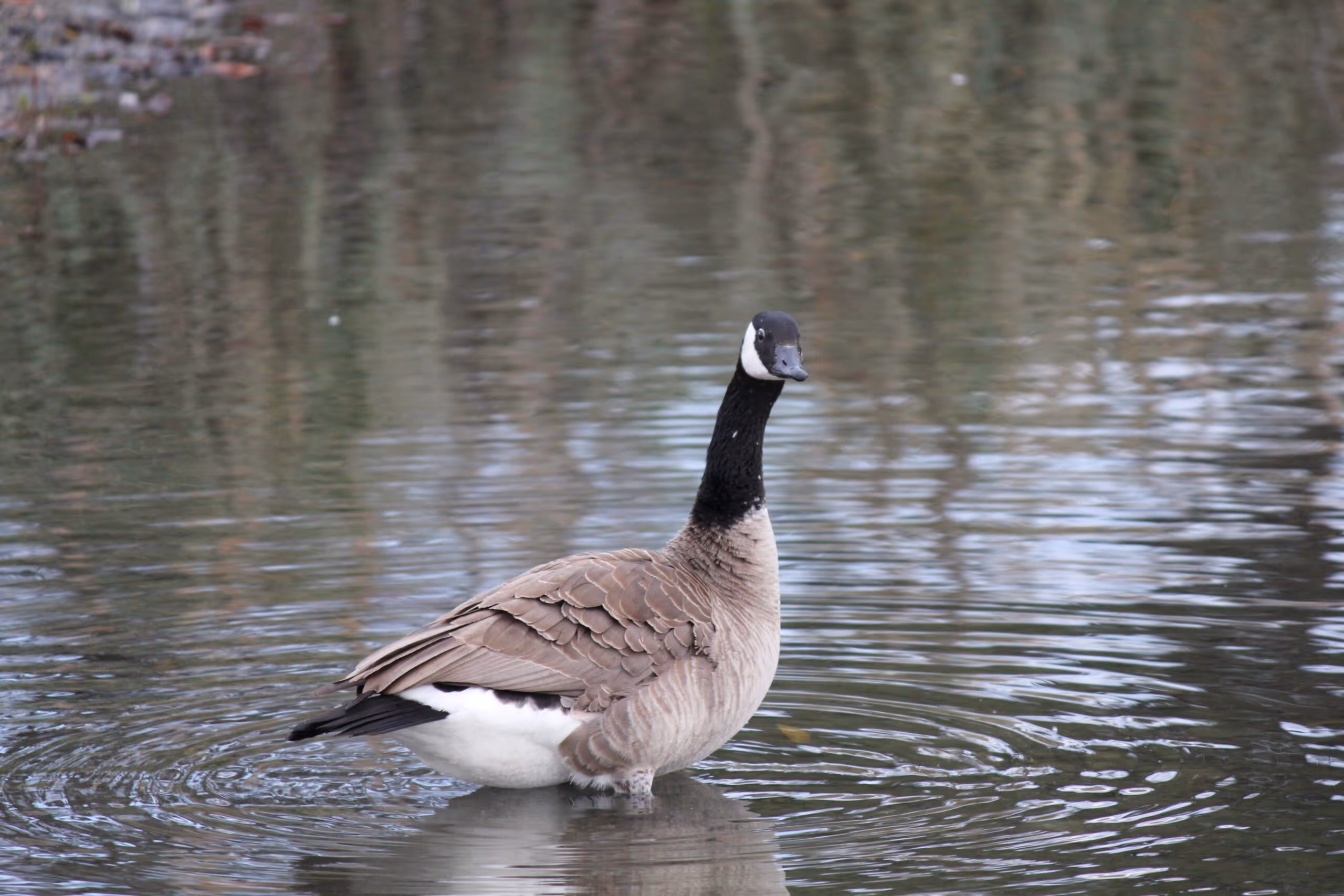 The Cackling Goose