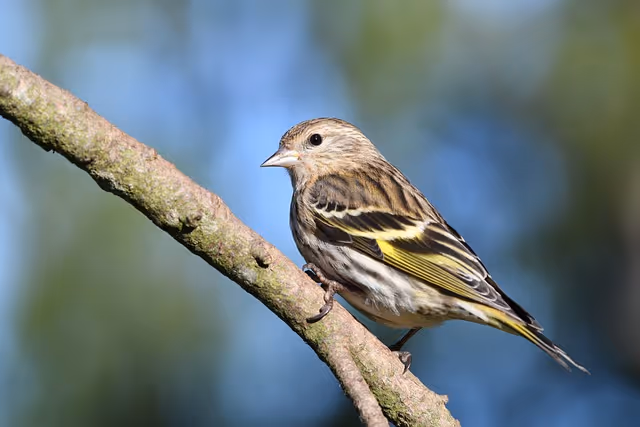 Pine Siskins