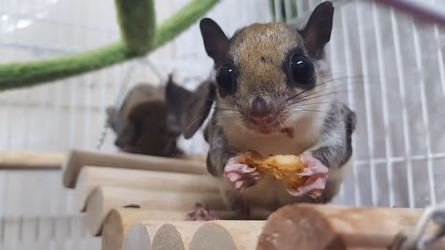 Flying Squirrels