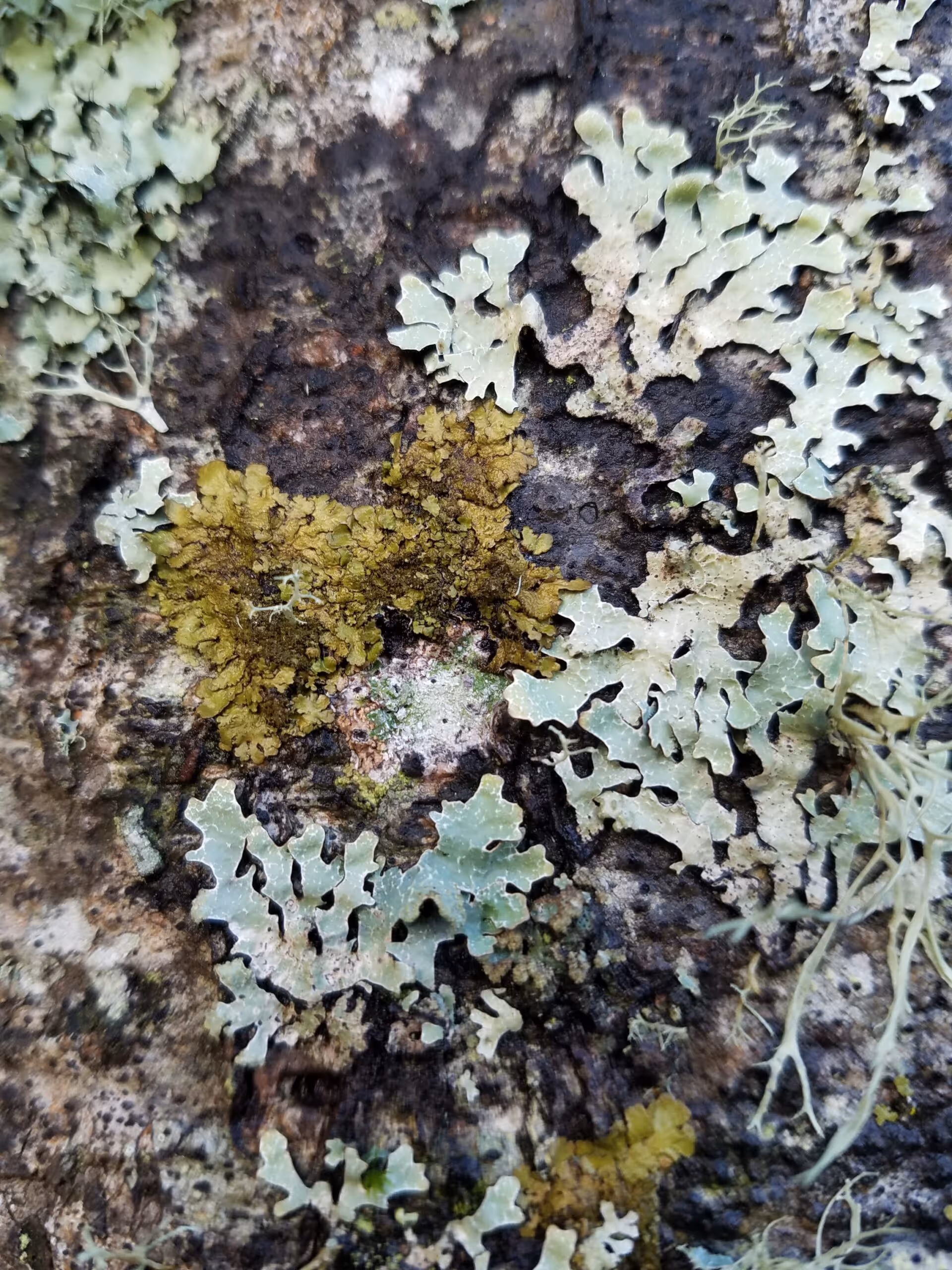 I’m Liking the Lichens!