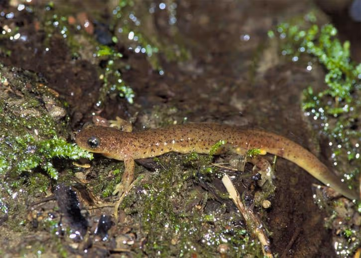 The Olympic Torrent Salamander