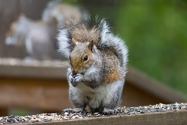 Squirrel or Chipmunk?