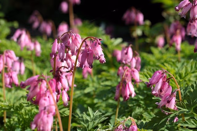 Pacific Bleeding Heart