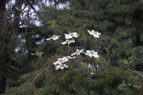 The Native Pacific Dogwood