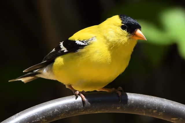 The Willow (American) Goldfinch: A Symbol of Our State
