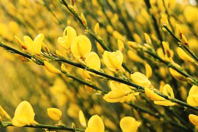 Scotch Broom