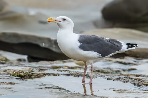 Western Gull
