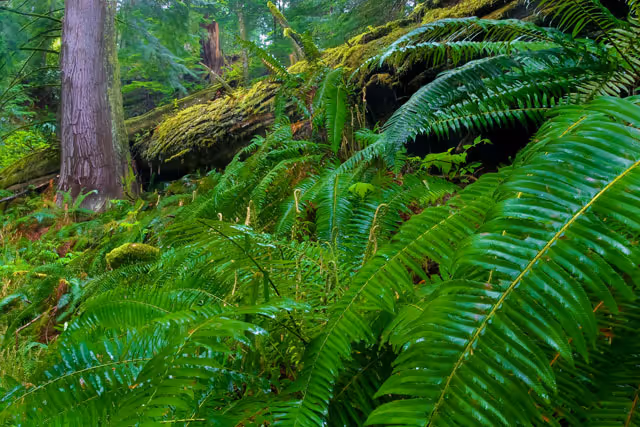 Western Sword Fern, the “King of Northwest Ferns”