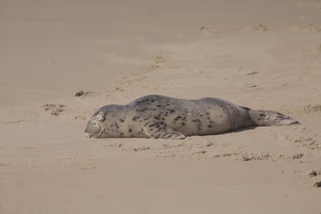 Please Don’t Touch the Seal Pups
