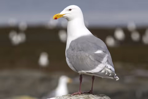 Glaucous-Winged Gull