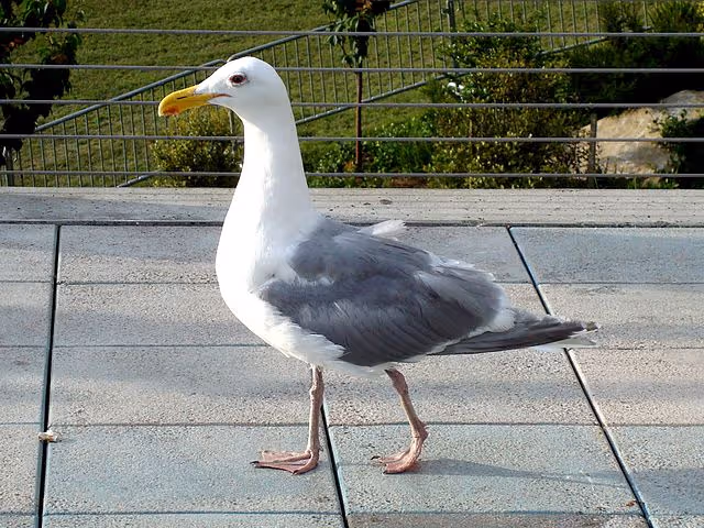 Olympic Gull