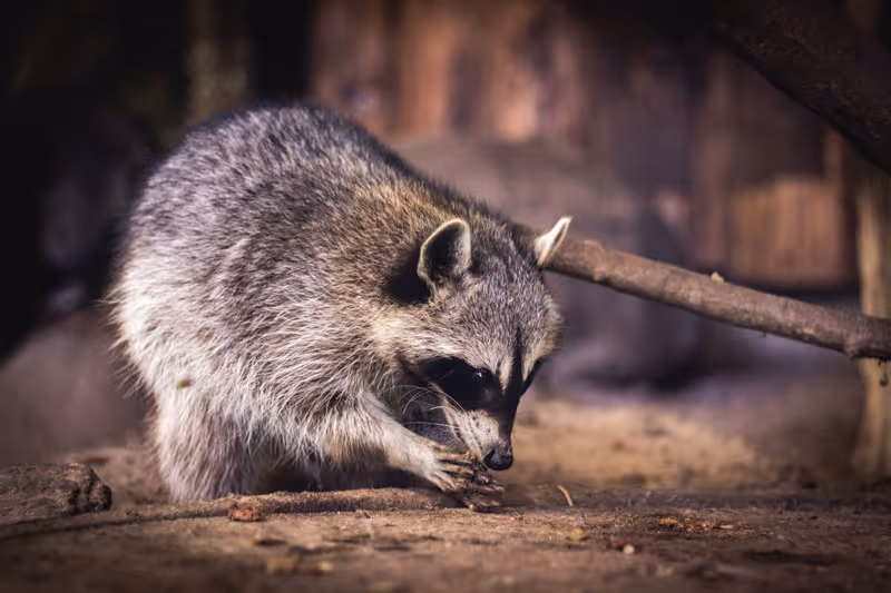 Raccoon Ramblings