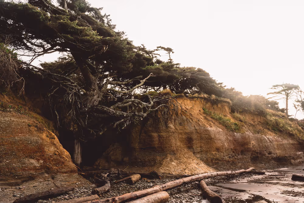 What’s So Cool about The Tree of Life?