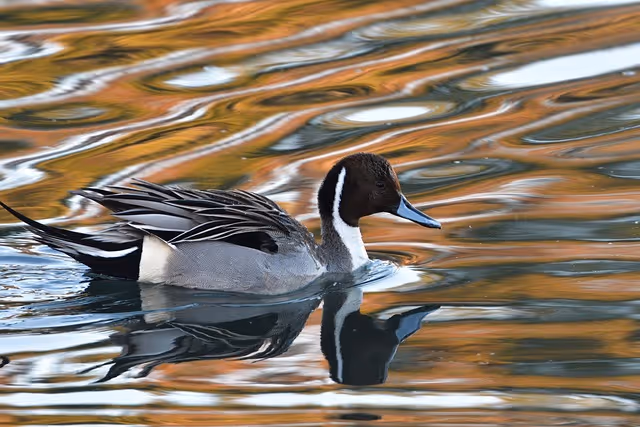 The Northern Pintail