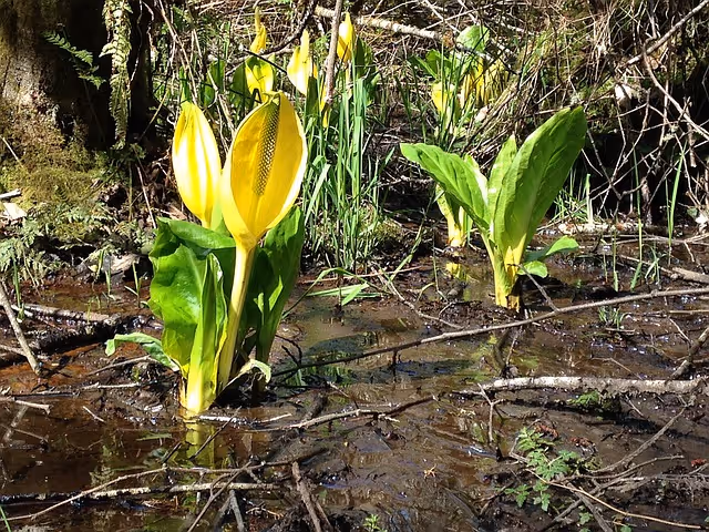 Skunk Cabbage