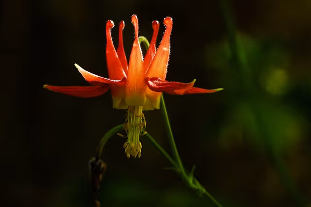 The Dazzling Western Columbine