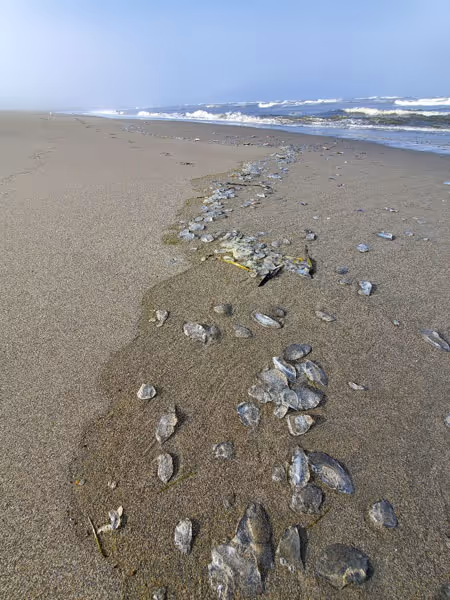 Salps: A Mystery on the Beach