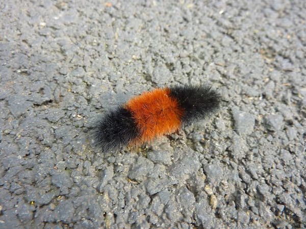 Woolly Bears and Winter Weather Predictions