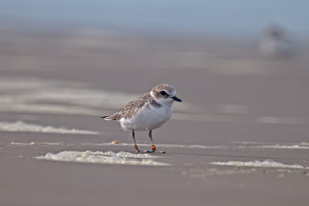 Western Snowy Plovers and Washington State’s Protection Efforts