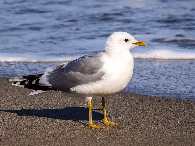 The Short-Billed Gull (Mew Gull)