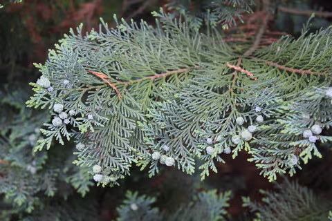 The Western Hemlock (Alaska Spruce)