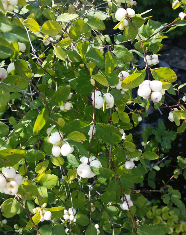 Common Snowberry