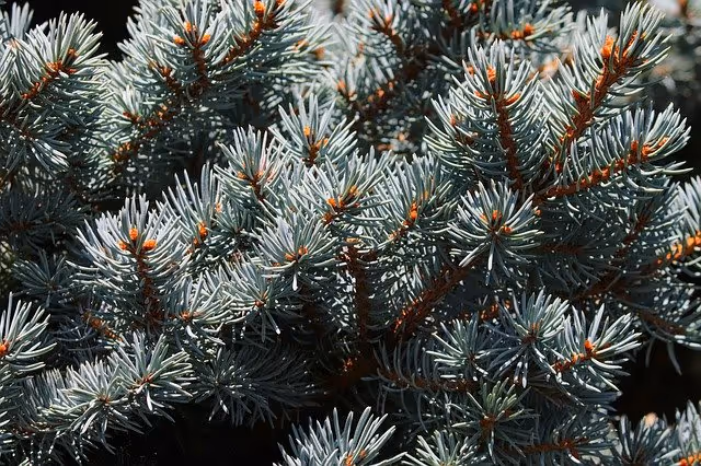 Real Life Christmas Trees