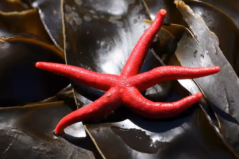 Pacific Blood Stars
