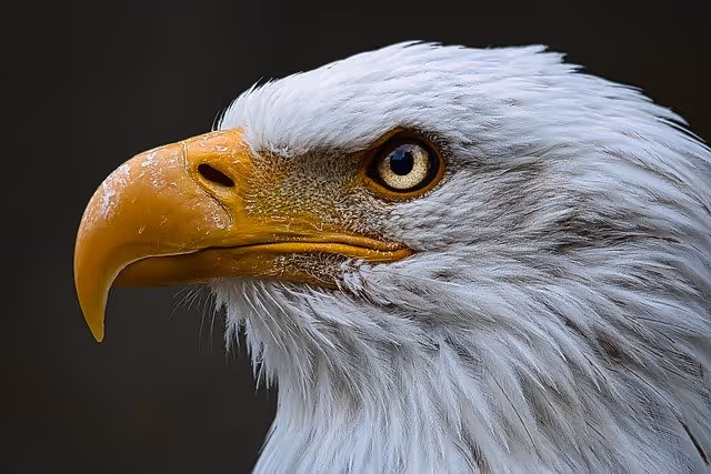 The Bald Eagle: An American Emblem