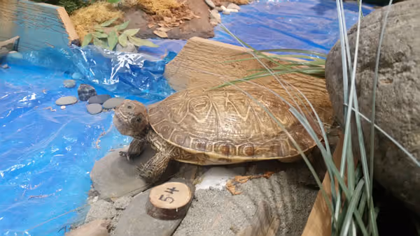 Western Pond Turtle