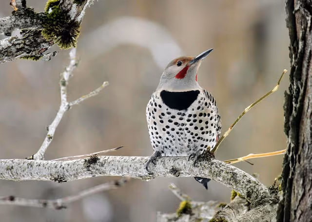 The Northern Flicker: A Bird with Two Forms