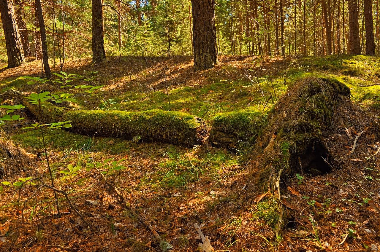 When a Tree Falls in the Forest…What Happens Next?
