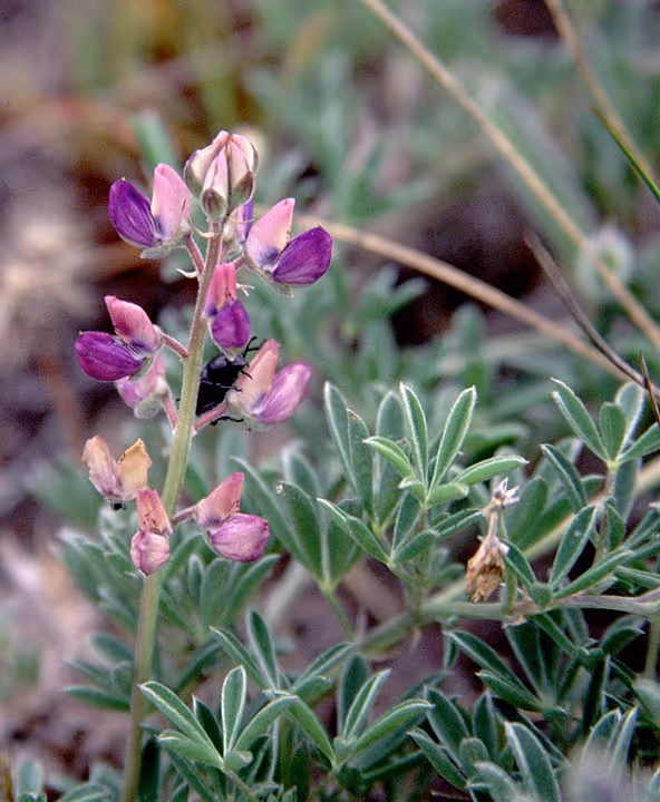 Seashore Lupine