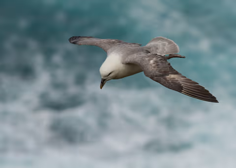The Northern Fulmar: A Bird of the Sea