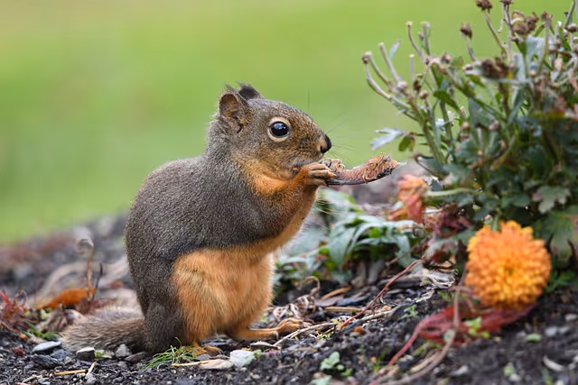The Douglas Squirrel