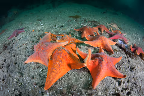 Bat Stars