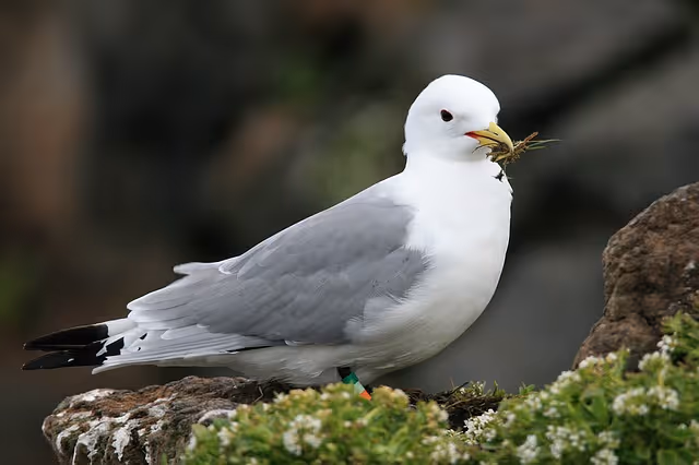 The Black-Legged Kittiwake