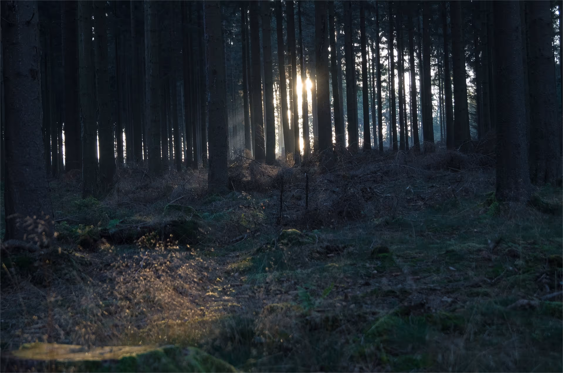 What Will Happen to the Raccoon in the Woods?