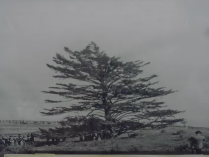 The Lone Tree
