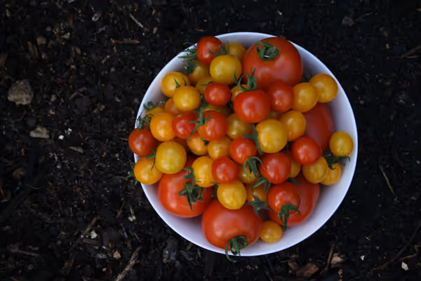 5 Tips for Growing Tomatoes in Coastal Washington