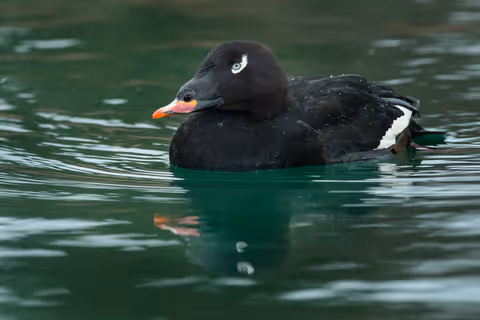 White-Winged Scoters