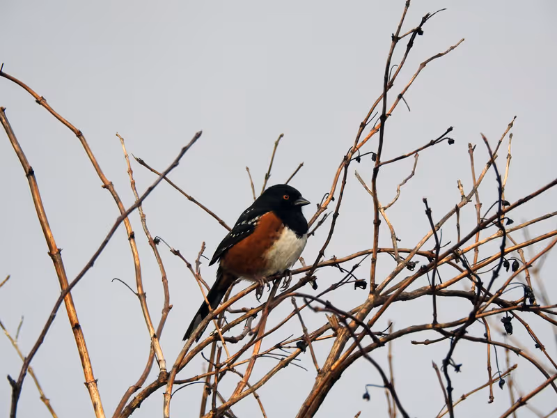 Birding Ocean Shores
