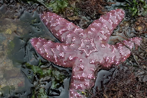 Sea Star Wasting Syndrome (SSWS)
