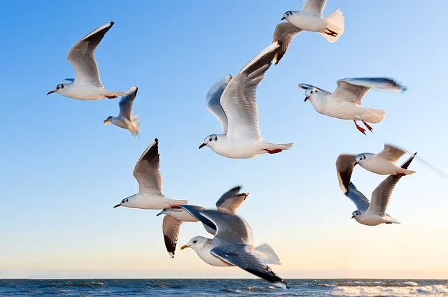 Ethical Bird Watching