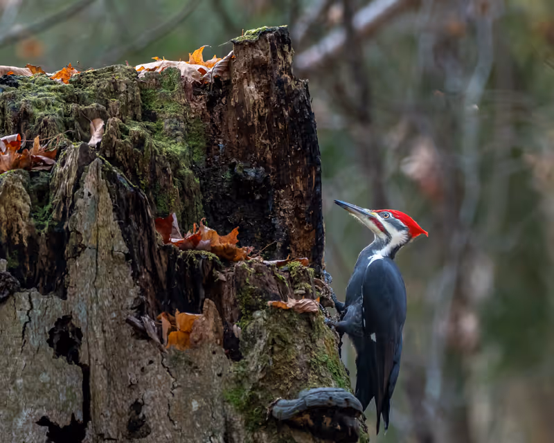Loud and Mighty: Getting to Know the Pileated Woodpecker