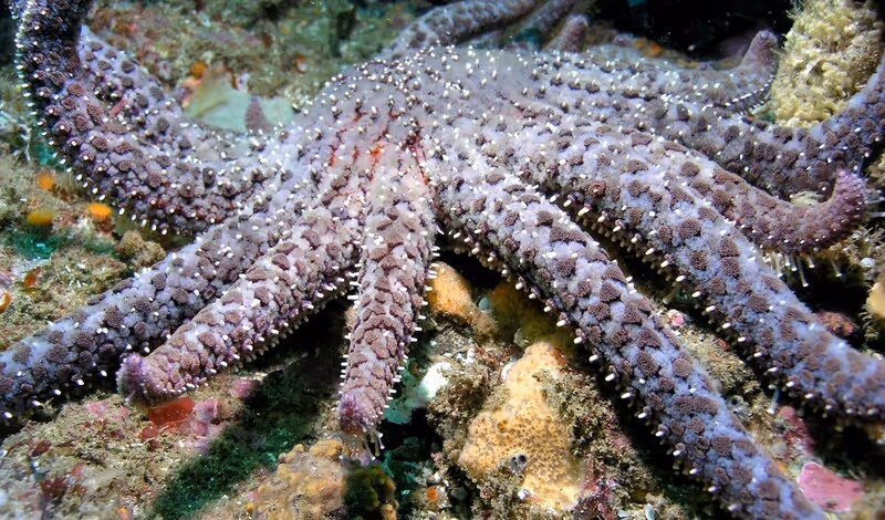 Sunflower Sea Stars